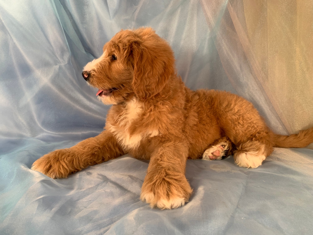 Female Apricot and White Standard Bernedoodle Puppy For Sale DOB 4-20-2021 $1800